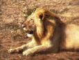 LionMeal