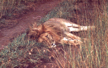 Kenia-1l
