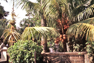 Bali a