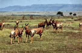 Kenia-1e