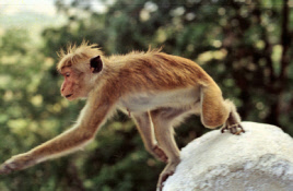 Sri Lanka-4h
