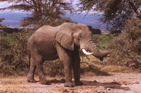 Elefant-Clip