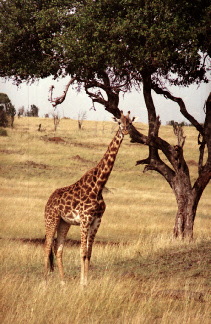 Kenia-1h